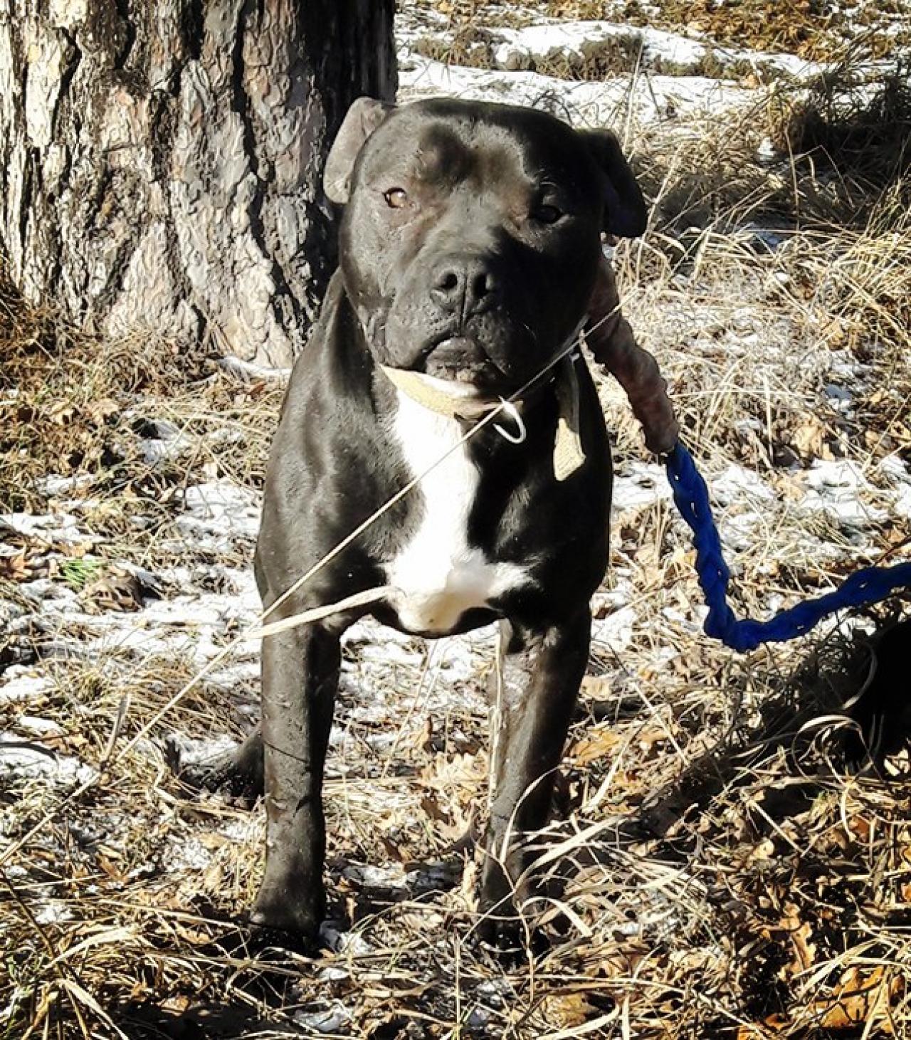 staffordshire bull terrier pedigree database