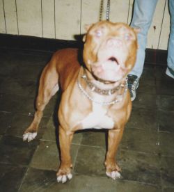 apbt pedigree
